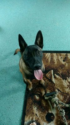 Our boy Axyl, 8 month old Belgian Malinois