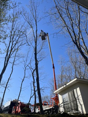 South Shore Tree