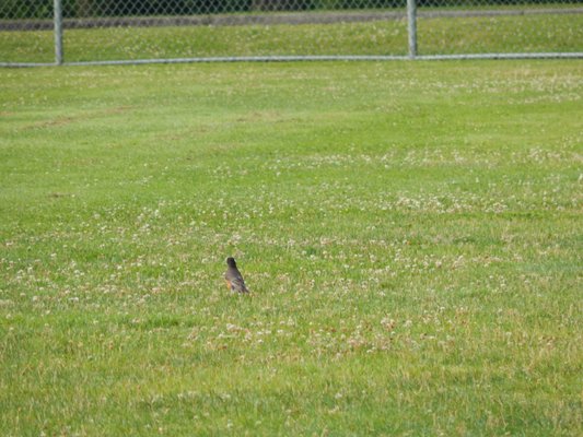 Robin foraging in the soccer fields area.