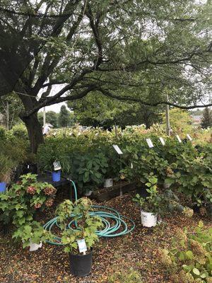 Callander's Nursery Garden Center