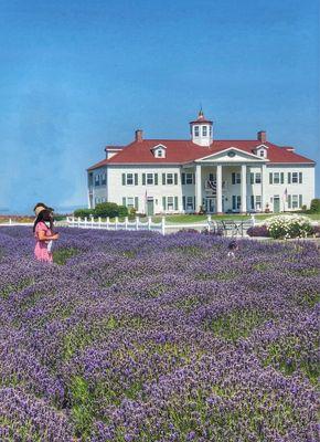 Lavender fields