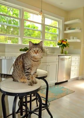 Jelly in his new White Wood Kitchens!