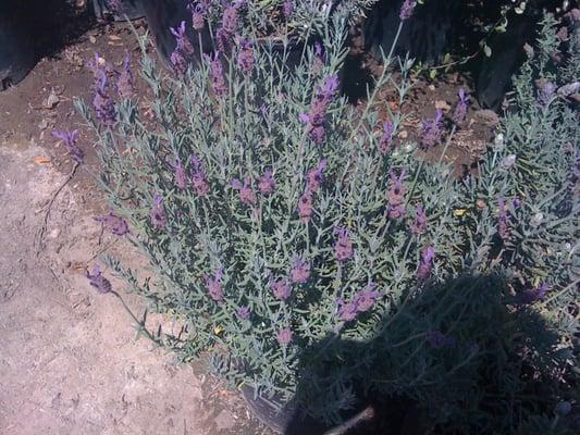 Lavandula 'Spanish' 5gal.