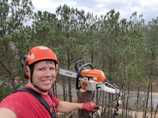 This Pine tree was infested with pine beetles.