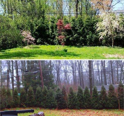 Elite Tree Care -- arborvitae hedge, at time of installation (lower), and a few years later (upper)