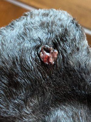 Every part of my dog has an open wound.