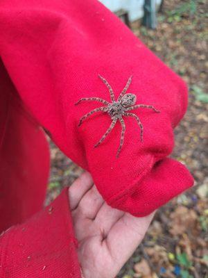 Big spider can't scare us away from a shed removal project!