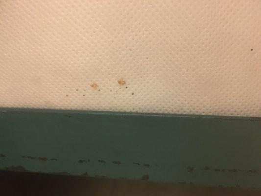 Bedbugs in mattress. The entire life cycle.