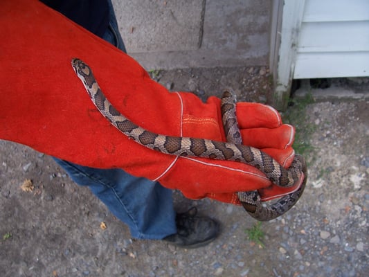 Milk snake ... It was caught inside a customers house .