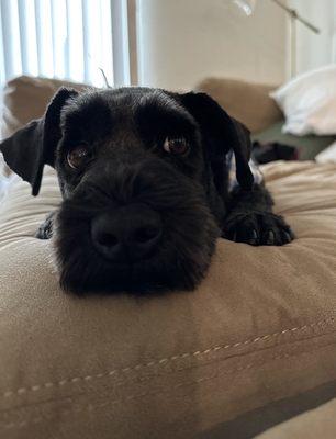 My miniature schnauzer Beans