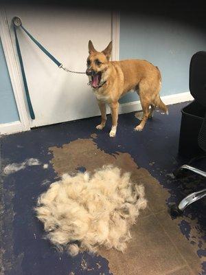 We have a deshedding program