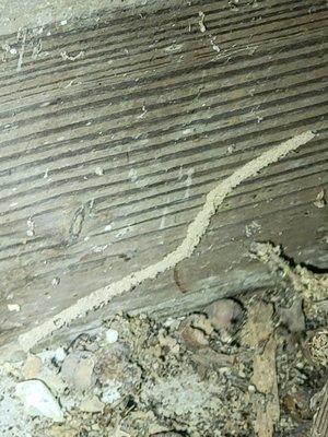 Termite Shelter Tubing in Clients Basement