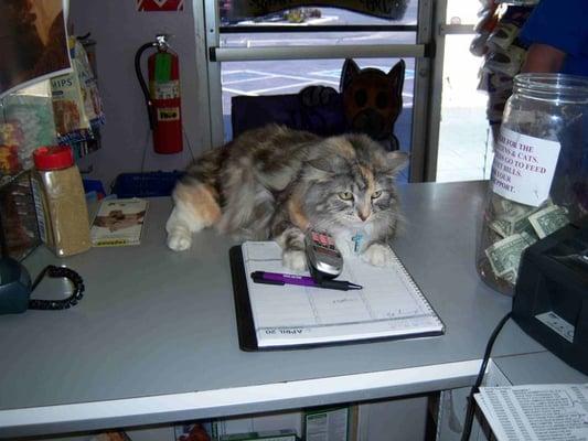 The store cat, Leah