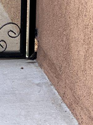 Tiny bat by the bottom right of the gate by the wall.