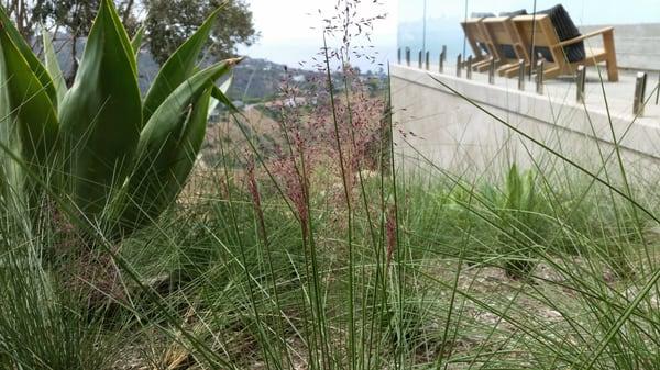 Native Plants are Drought Tolerant