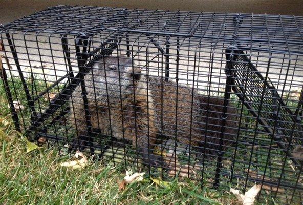 Woodchuck in a Comstock Cage Trap.  Let Jim Comstock safely and humanly remove your woodchucks eating your flowers and garden!