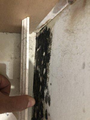 Hidden Mold - Behind Baseboard