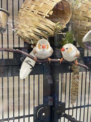 Cute finches!