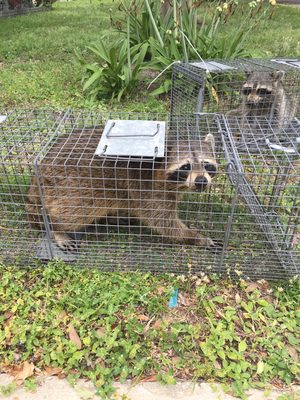 Couple of raccoons caught from a customers attic. Safely relocated.