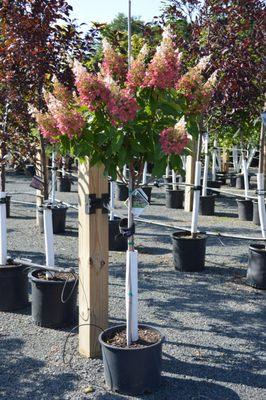 We offer a wide variety of ornamental trees, shade trees, and fruit trees at Applewood Nursery & Landscape Supply!