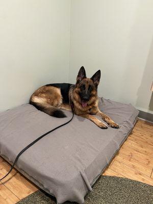 Reign feels right at home at Healing Paws