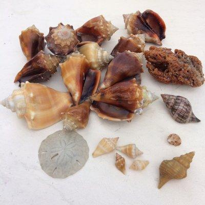 Shells found right in front of location. Empty conchs, banded tulip, horse conch, coral, mini sand dollar, nutmeg shell.