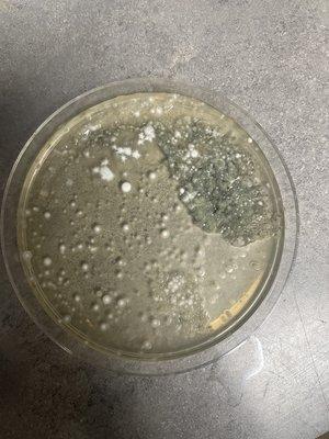 Our mold test only 2 days in!!!! Absolutely horrific.