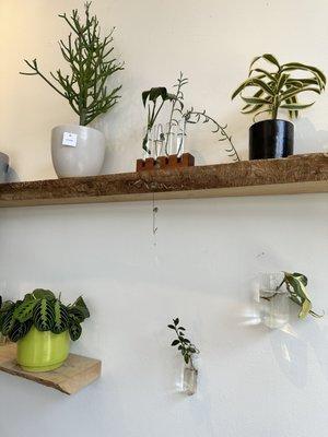 Wall plants