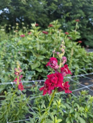 Field photos of snapdragons