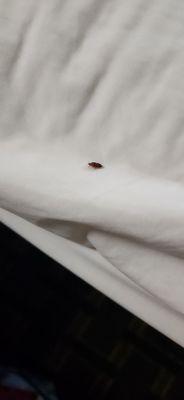 Bed bug