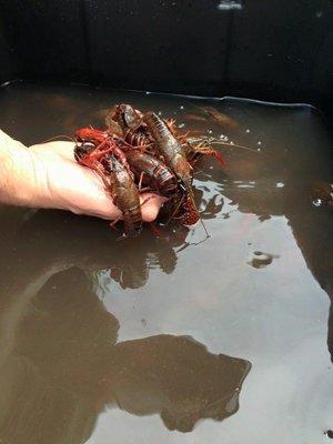 Live Crawfish