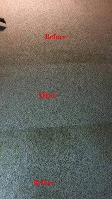 Carpets cleaned by Quality Services