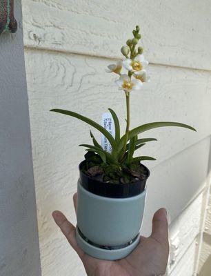 The lovely orchid I treated myself with.