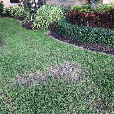 Dead grass where weed killer was applied