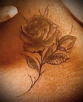 Delicate rose