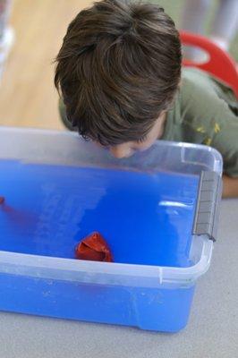 Learning about sharks and how they float in our STEAM class!