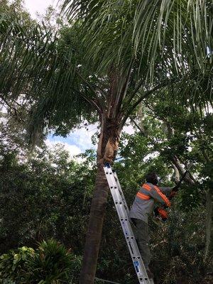 Palm tree cleaning