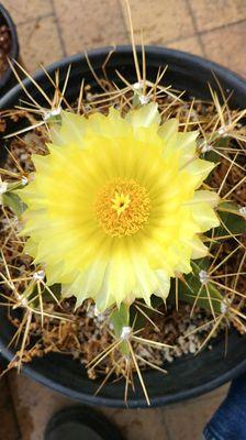 Ferocactus