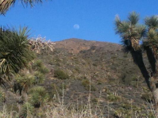 Moon rise Joshua Tree National Park