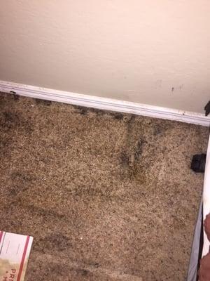 Water leaked through the wall/floor into my bedroom, right next to where i sleep