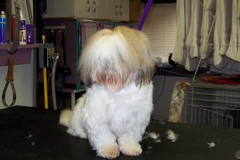 Shaggy Shih Tzu