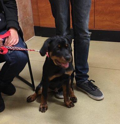 Dax the Rottweiler graduation as a puppy!