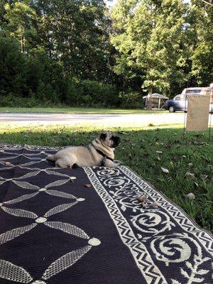 Chillin in the shade.