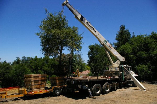 Lewis Tree Service, Inc.