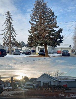 Before and after of a few pine trees that were sapping up the customers driveway.