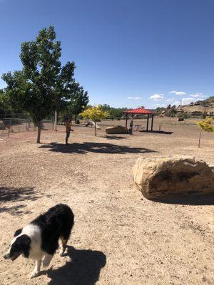 Dog and shade trees