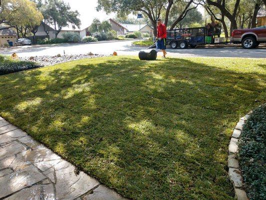 Always good to thoroughly roll your grass after installing to ensure the root system comes in contact with the enriched topsoil.