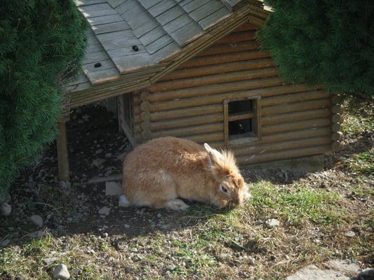 The cutest rabbit ever.