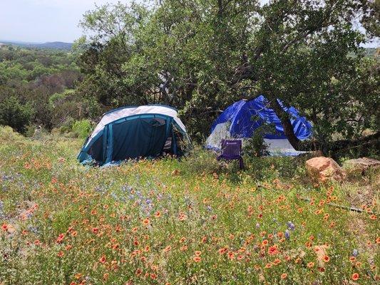 Wildflowers