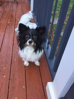 Linda, a fantastic groomer at Petsense in Highwoods!  We'll be back !!! Carol and Lucy Shearin